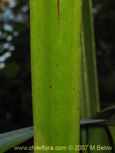 Image of Greigia landbeckii (Chupón / Quiscal). Click to enlarge parts of image.