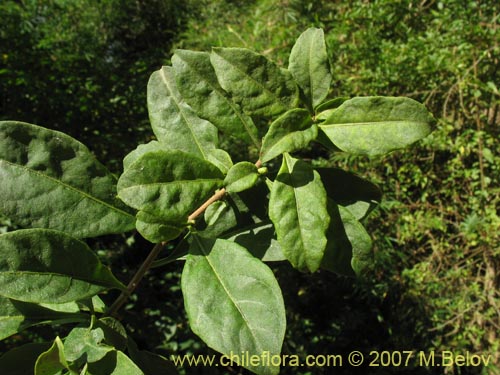 Imágen de Latua pubiflora (Palo muerto / Palo de brujos / Latué). Haga un clic para aumentar parte de imágen.