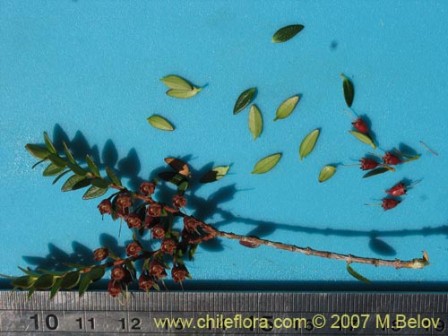 Image of Tepualia stipularis (Tepú / Tepu). Click to enlarge parts of image.