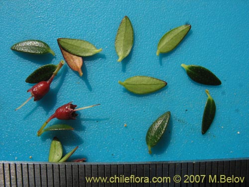 Image of Tepualia stipularis (Tepú / Tepu). Click to enlarge parts of image.