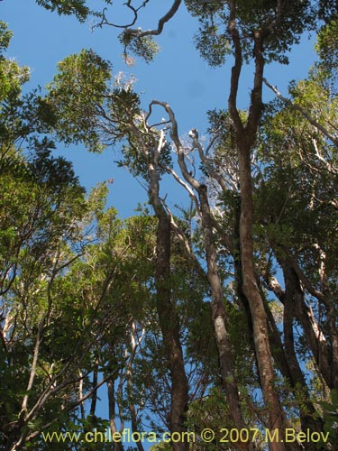 Image of Tepualia stipularis (Tepú / Tepu). Click to enlarge parts of image.