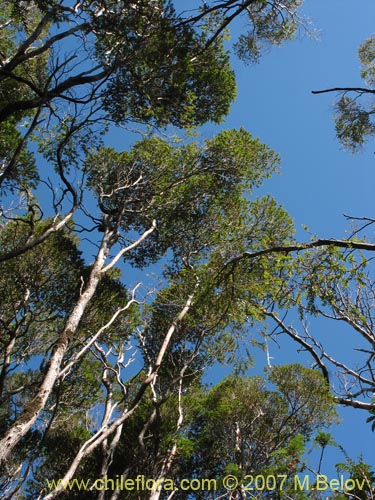 Image of Tepualia stipularis (Tepú / Tepu). Click to enlarge parts of image.