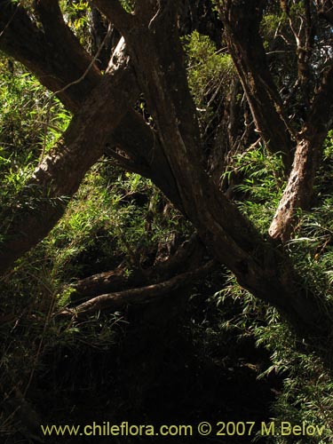 Image of Tepualia stipularis (Tepú / Tepu). Click to enlarge parts of image.