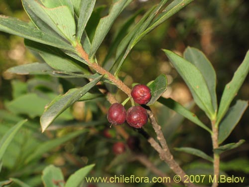 Bild von Ovidia pillo-pillo (Pillo-pillo / Palo hediondo / Lloime). Klicken Sie, um den Ausschnitt zu vergrössern.