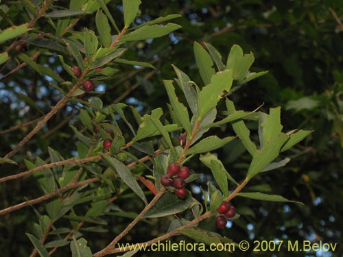 Bild von Ovidia pillo-pillo (Pillo-pillo / Palo hediondo / Lloime). Klicken Sie, um den Ausschnitt zu vergrössern.