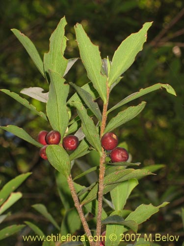 Bild von Ovidia pillo-pillo (Pillo-pillo / Palo hediondo / Lloime). Klicken Sie, um den Ausschnitt zu vergrössern.