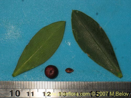 Bild von Ovidia pillo-pillo (Pillo-pillo / Palo hediondo / Lloime). Klicken Sie, um den Ausschnitt zu vergrössern.