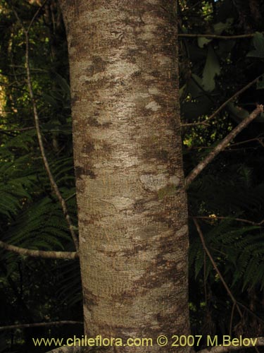 Bild von Ovidia pillo-pillo (Pillo-pillo / Palo hediondo / Lloime). Klicken Sie, um den Ausschnitt zu vergrössern.