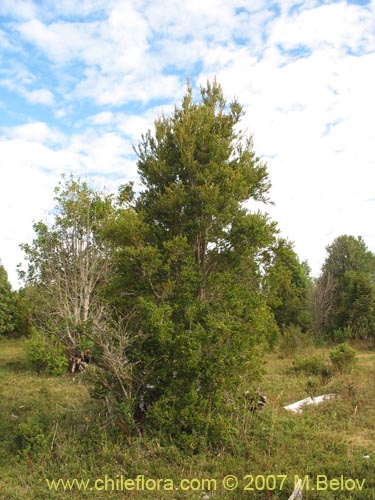 Image of Amomyrtus Luma (Luma / Cauchao / Reloncaví). Click to enlarge parts of image.