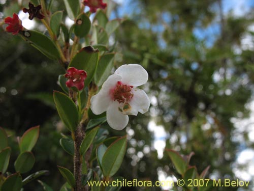 Imágen de Ugni molinae (Murta / Murta blanca / Tautau / Murtilla). Haga un clic para aumentar parte de imágen.