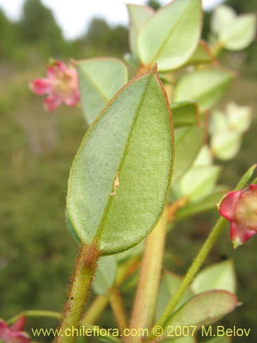 Ugni molinae의 사진