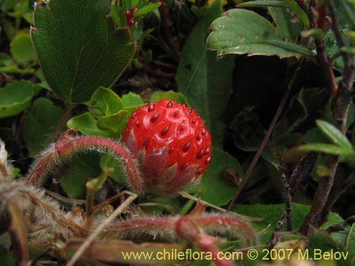 Fragaria chiloensis의 사진