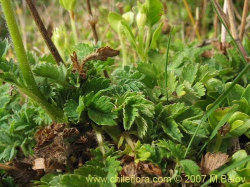 Acaena magellanica의 사진