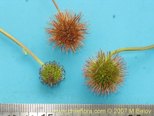 Acaena magellanica의 사진