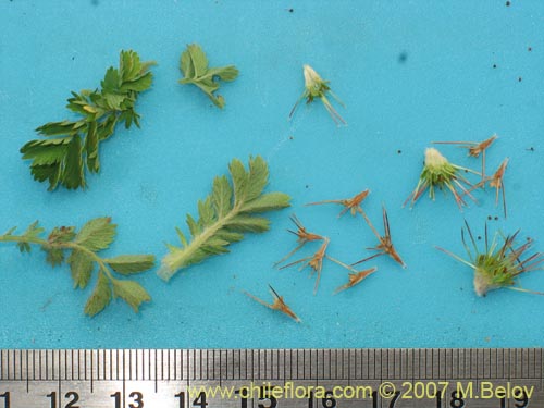 Acaena magellanica의 사진