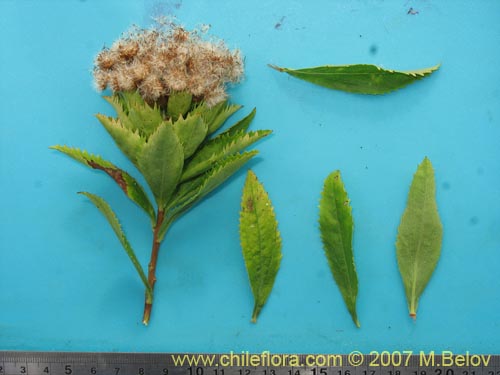 Image of Baccharis sphaerocephala (Radín / Rarí). Click to enlarge parts of image.