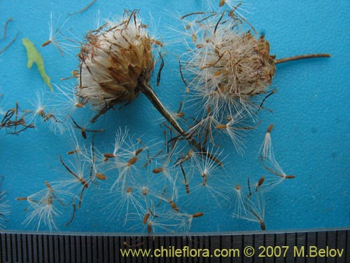 Image of Baccharis sphaerocephala (Radín / Rarí). Click to enlarge parts of image.