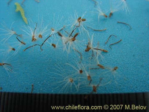 Image of Baccharis sphaerocephala (Radín / Rarí). Click to enlarge parts of image.