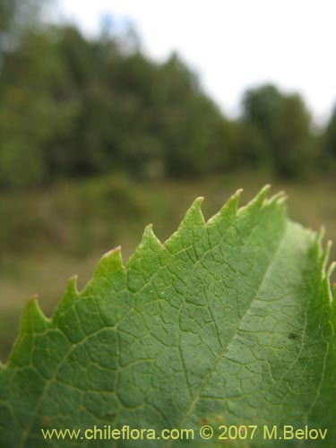 Image of Baccharis sphaerocephala (Radín / Rarí). Click to enlarge parts of image.