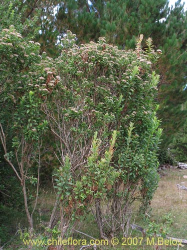 Image of Baccharis sphaerocephala (Radín / Rarí). Click to enlarge parts of image.