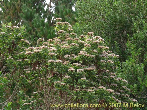 Image of Baccharis sphaerocephala (Radín / Rarí). Click to enlarge parts of image.
