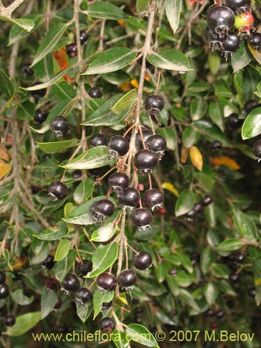 Image of Amomyrtus Luma (Luma / Cauchao / Reloncaví). Click to enlarge parts of image.