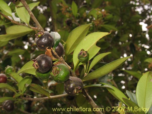 Myrceugenia planipes의 사진