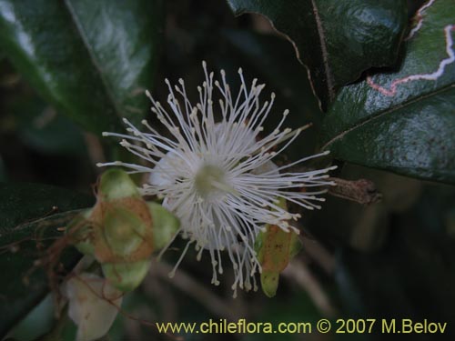 Myrceugenia planipes의 사진