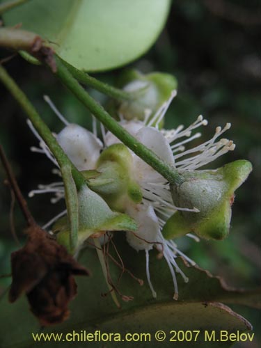 Myrceugenia planipes의 사진