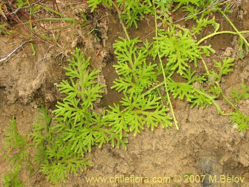 Lycopodium paniculatum的照片
