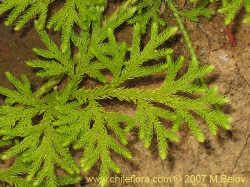 Lycopodium paniculatum的照片