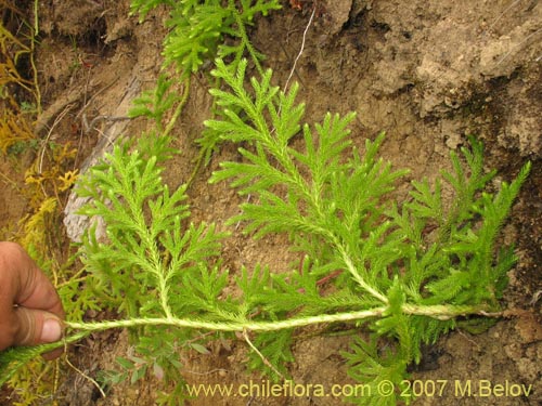 Lycopodium paniculatum的照片