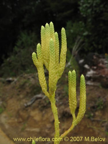 Lycopodium paniculatum的照片