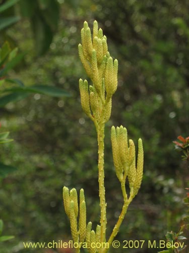 Lycopodium paniculatum的照片