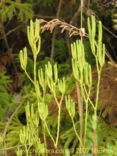 Lycopodium paniculatumの写真