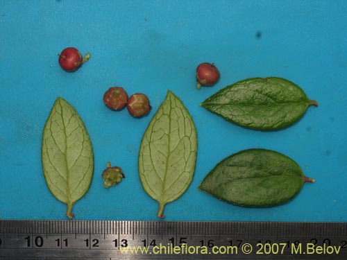Bild von Gaultheria insana (Hued-hued). Klicken Sie, um den Ausschnitt zu vergrössern.