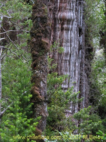 Fitzroya cupressoides的照片