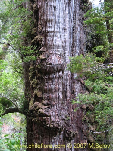 Fitzroya cupressoides的照片