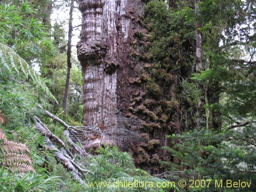 Fitzroya cupressoides的照片