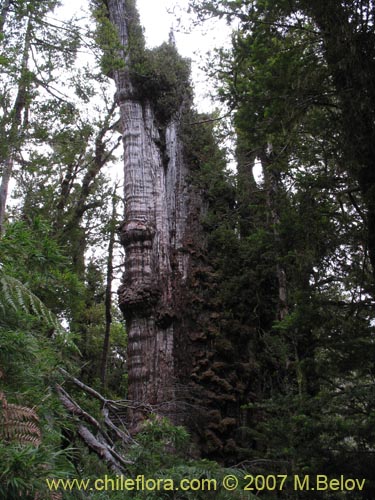 Fitzroya cupressoides的照片