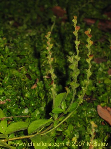 未確認の植物種 sp. #3025の写真