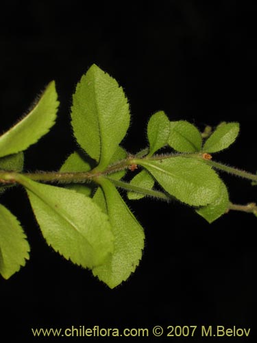 未確認の植物種 sp. #3025の写真