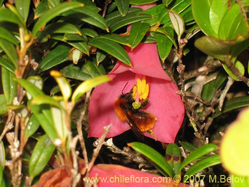 Philesia magellanicaの写真