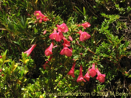 Philesia magellanicaの写真