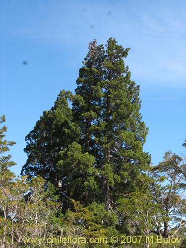 Fitzroya cupressoides的照片