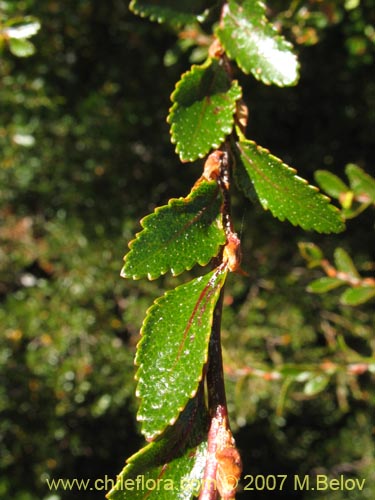 Image of Nothofagus betuloides (Coigüe de Magallanes). Click to enlarge parts of image.