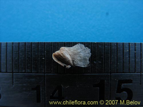 Pilgerodendron uviferum的照片