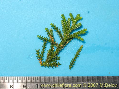 Pilgerodendron uviferum的照片