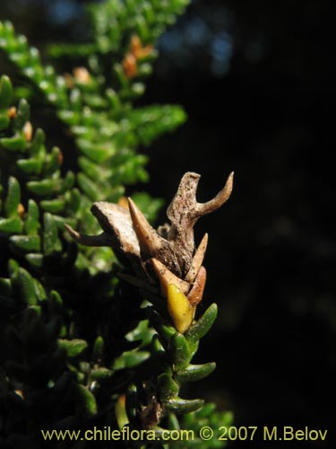 Pilgerodendron uviferum的照片