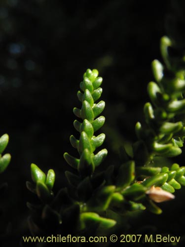 Pilgerodendron uviferum的照片